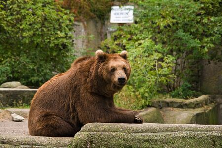 Bear relaxing on the rocksの写真素材