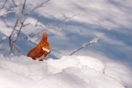 Red squirrel in the natural environmentの写真素材