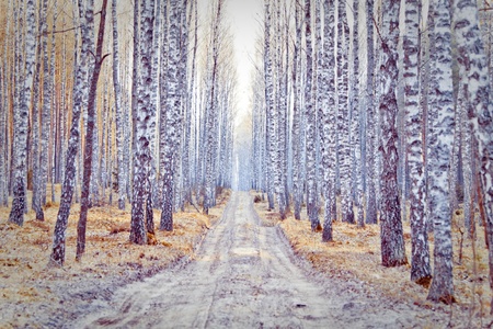 Birch forest in yellow tonationの写真素材