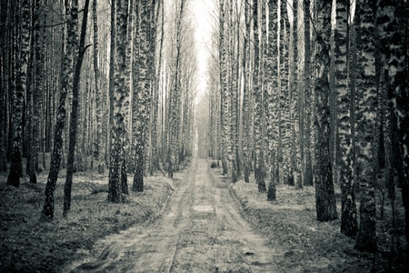 Birch black and white forestの写真素材