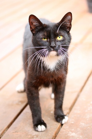 Funny looking black and white catの写真素材