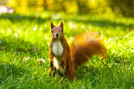 City park common red squirrel eating nutの写真素材