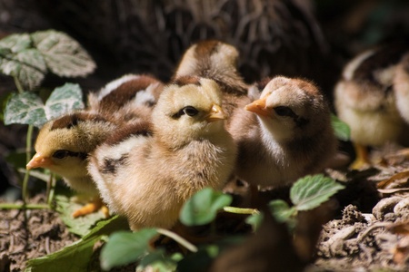 Kissing chicksの写真素材