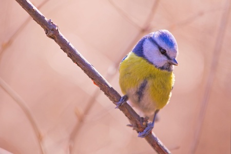 Blue tit on the branch in the sunseの写真素材