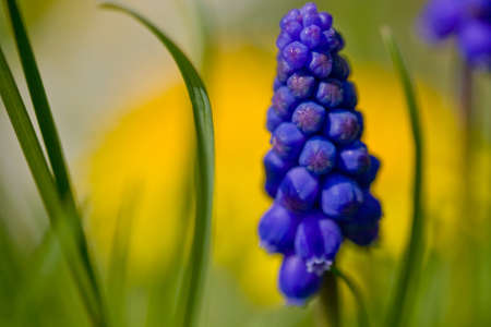 Grape hyacinth against yellow and green backgroundの写真素材