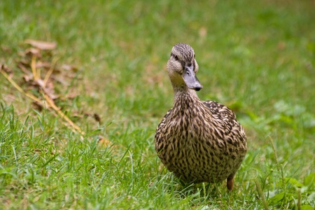 Duck standing on the grassの写真素材