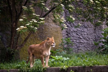 Lioness on the grass in Warsaw zooの写真素材
