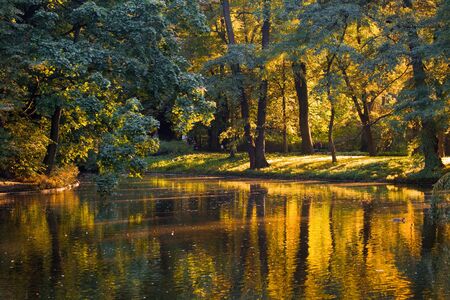Golden reflections in the water of a pond on a calm dayの写真素材