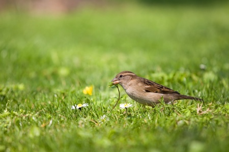 Sparrow eating lunch on the fresh grassの写真素材