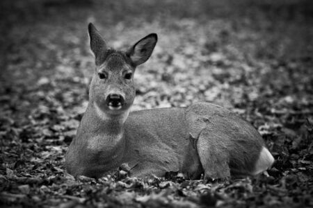 A cute little deer that you just want to hug in the parkの写真素材