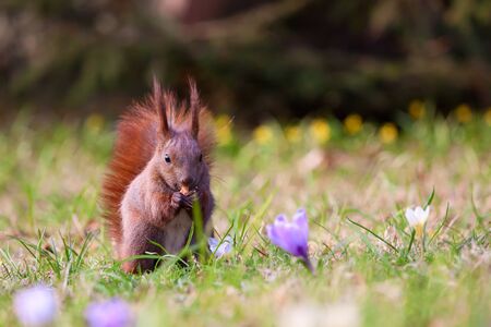 Squirrel amongst flowers in the grassの写真素材