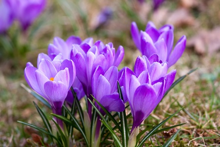 Bunch of Violet crocuses in the grass