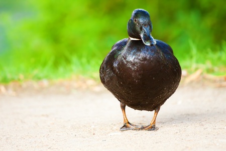 Black cross mallard duck lookingの写真素材