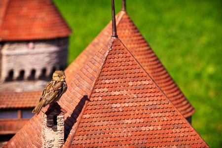 Sparrow sitting on a Switzerland miniatureの写真素材