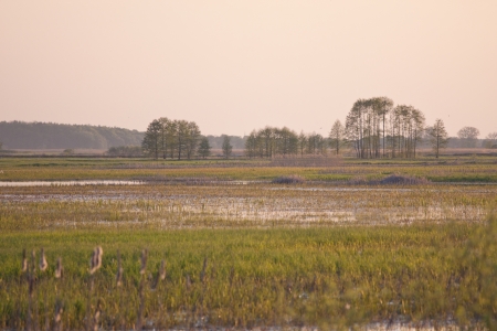 Evening on Biebrza swamps,  Polandの写真素材
