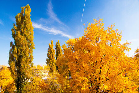 Tree during autumn in Warsaw housingの写真素材