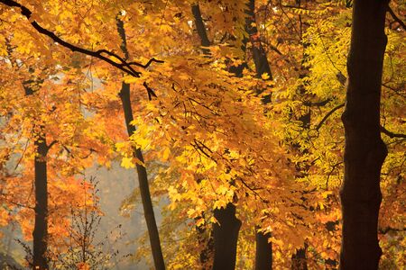 Warsaw Lazienki park during golden autumnの写真素材