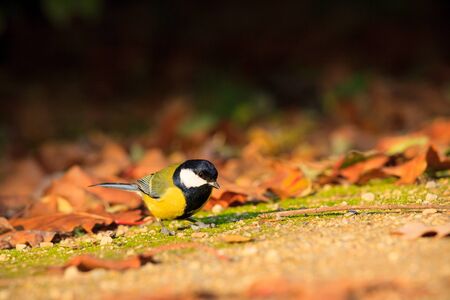 Great tit standing on the ground in the parkの写真素材
