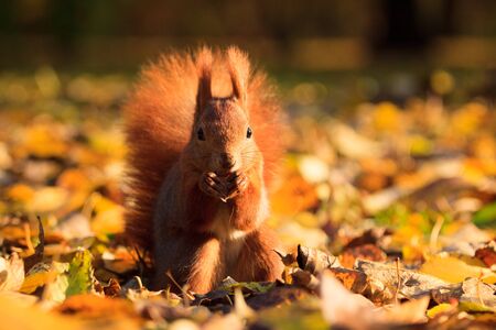 Red eurasian squirrel in Warsaw parkの写真素材