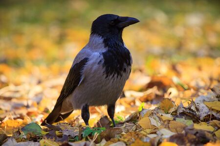 Crow walking in the leaves in Warsaw parkの写真素材