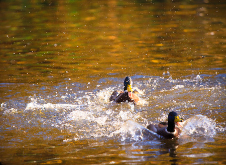 Birds swimming in the pond in Warsaw parkの写真素材