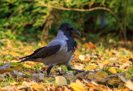 Crow walking in the leaves in Warsaw parkの写真素材