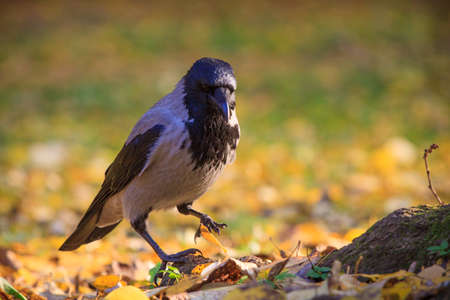 Crow walking in the leaves in Warsaw park