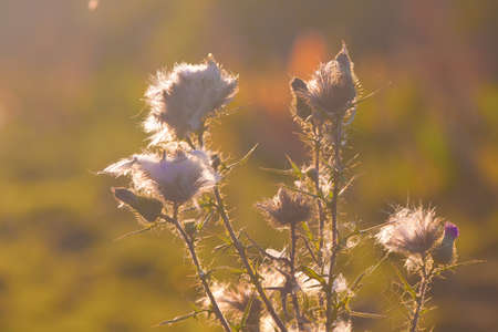 Thistle plant with the spider webの写真素材