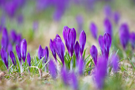 Violet crocuses growing happily in the grassの写真素材