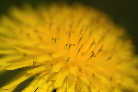 Common yellow dandelion closeup on green backgroundの写真素材