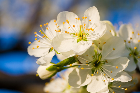 White cherry flower on the blue backgroundの写真素材