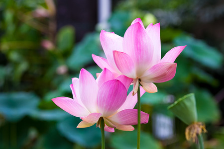 Lotus flower in the green pondの写真素材
