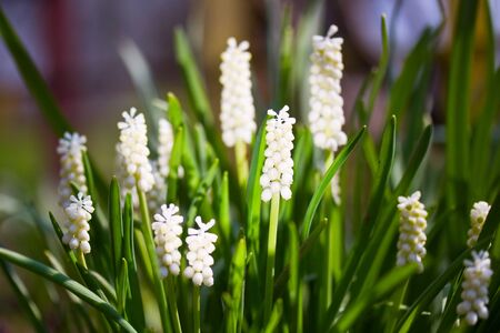 White grape hyacinth in the grassの写真素材