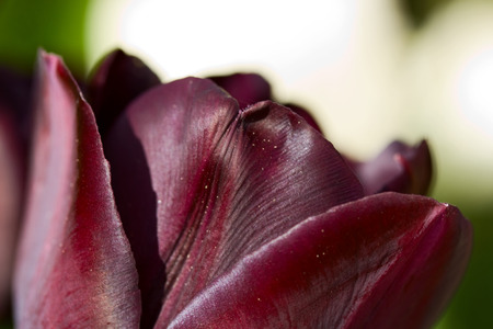Black tulip on the green backgroundの写真素材