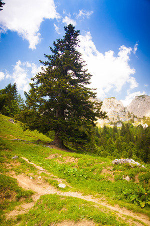 Road in the mountains leading to a single treeの写真素材