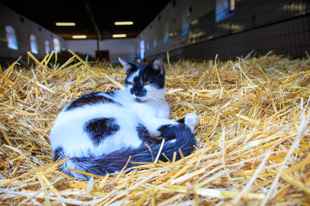 Black and white cat in a stable in a pile of strawの写真素材