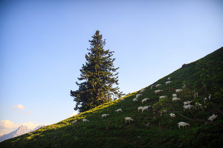 Goats on the mountain slope and a treeの写真素材