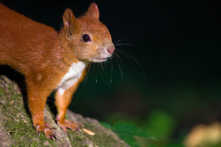 Little red eurasian squirrel in the parkの写真素材