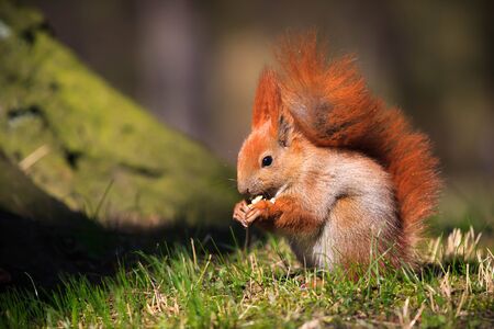 Cute little red eurasian squirrel on the branchの写真素材