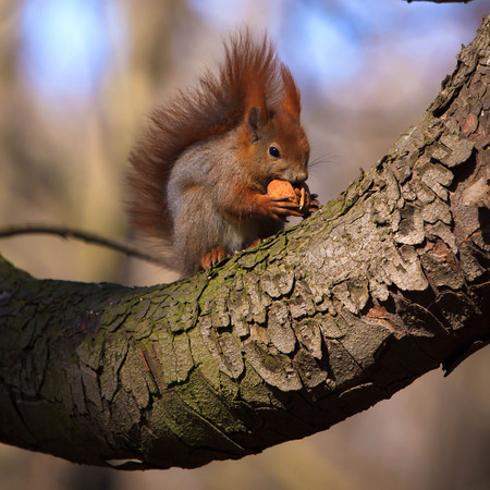 Cute little red eurasian squirrel on the branchの写真素材