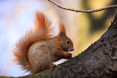 Cute little red eurasian squirrel on the branchの写真素材