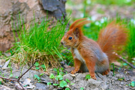 Little red eurasian squirrel in the parkの写真素材