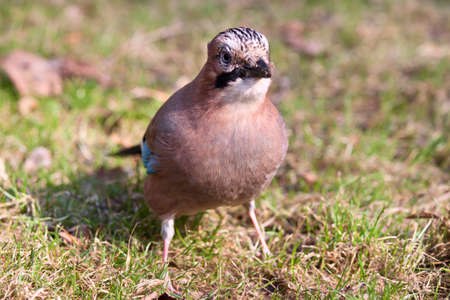 Eurasian Jay on the grass in the parkの写真素材