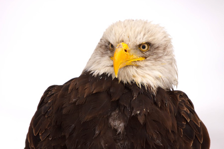 Eagle burst on the snowの写真素材