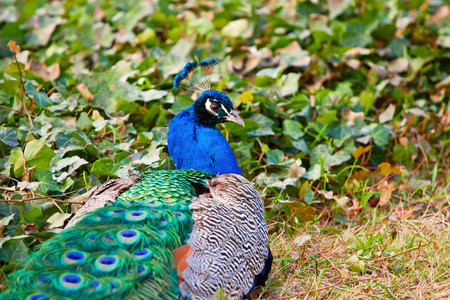 Peacock interested in treats on the ivyの写真素材