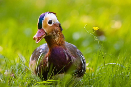 Mandarin duck in the grass looking curiously at the watcherの写真素材