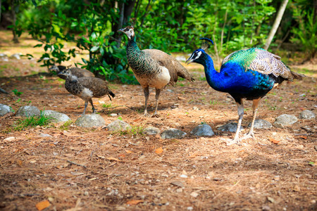 Young peacock walking on the grass