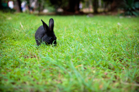 Black rabbit eating grassの写真素材