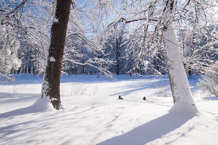 Two ducks sitting in front of frozen lake i snowy winter Warsaw park Lazienki, Polandの写真素材