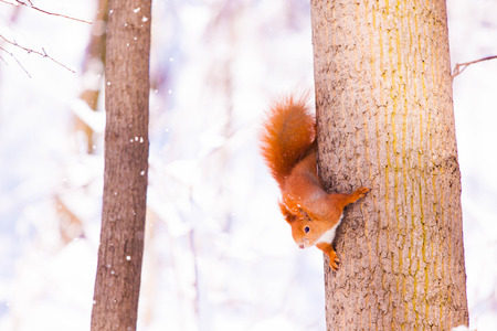 Cute little red eurasian squirrel in snowy park Lazienki, Warsaw, after heavy snow fall, Polandの写真素材